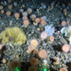 Image for article titled Scientists Found a Vast, Deep Sea Coral Garden off Greenland's Coast